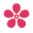 Cherry Blossom